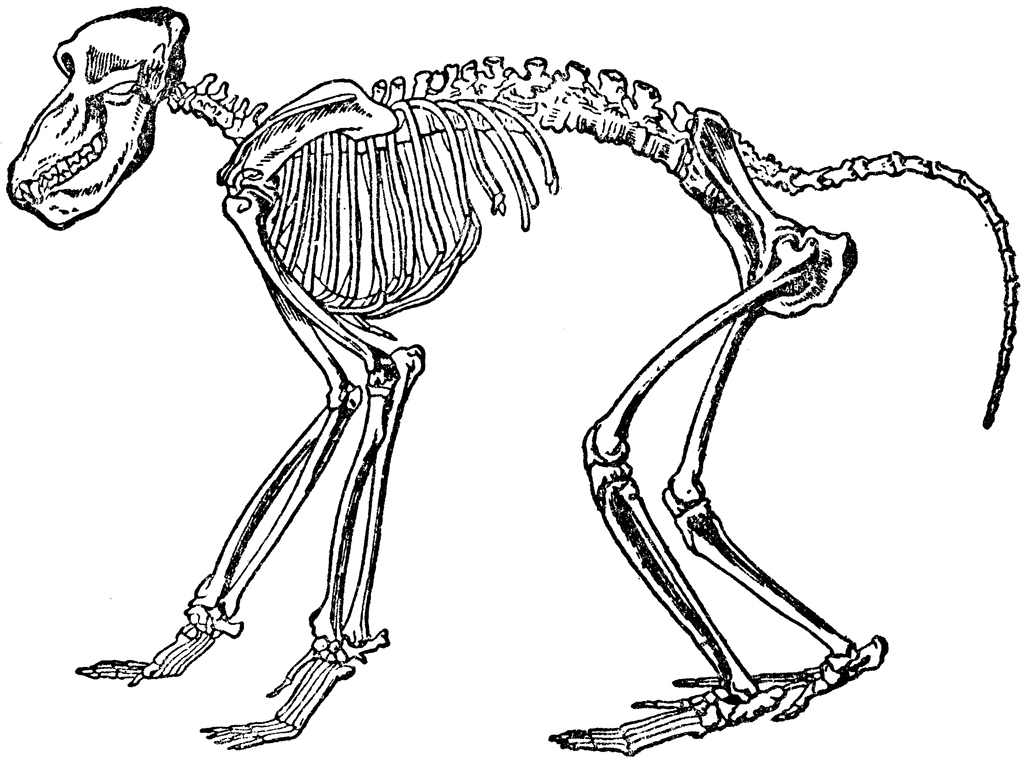 Chacma Baboon Skeleton | ClipArt ETC