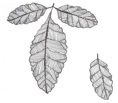 jeffrey pine leaves and acorn drawing