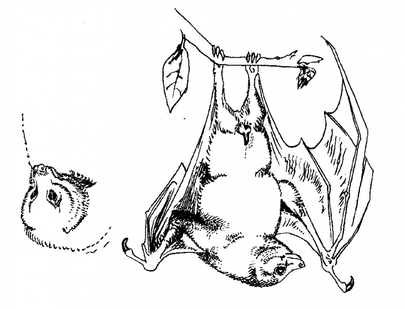 Bat Pics - AZ Coloring Pages