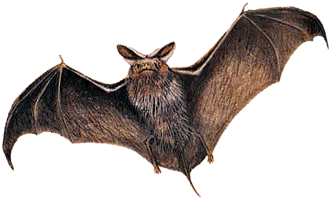 Myths About Bats
