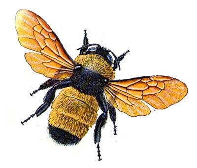 Vermont Entomological Society - Home Page