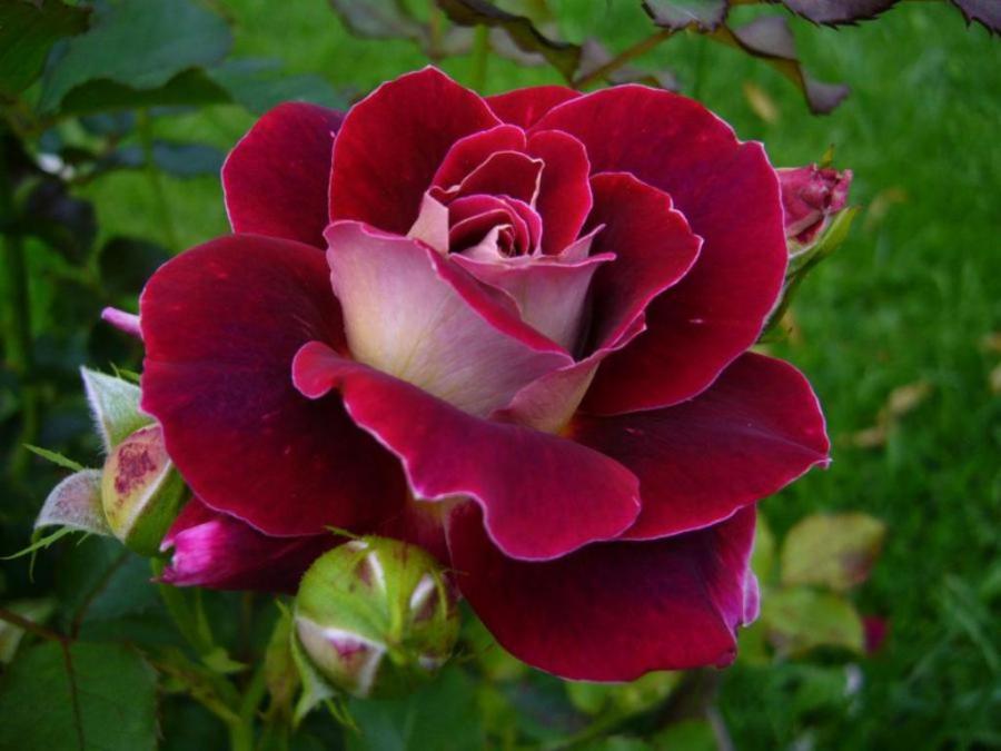 flowers roses - Pixdaus
