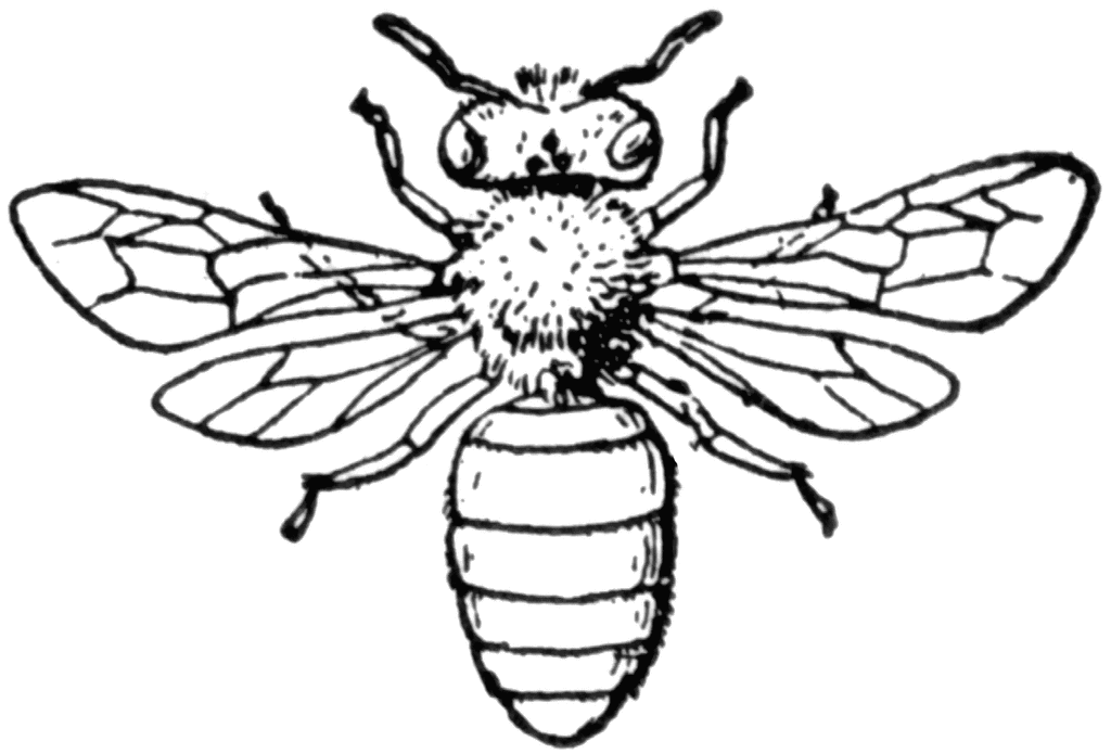 Honey Bee Drawing Clip Art - ClipArt Best