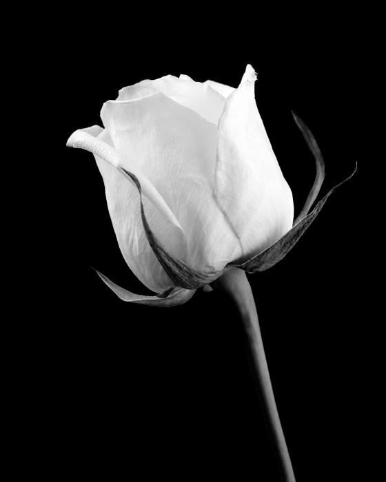 Image - White rose in black and white by juck3-d69llru.jpg ...