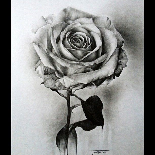 Black and White Rose pencil sketch. Josh Beatson | flower drawings ...
