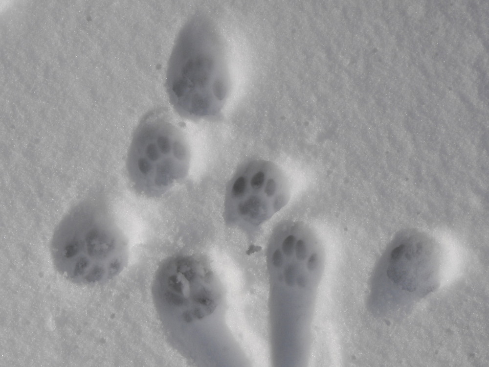 Snowy snowy footprints | I've never killed a pipit.