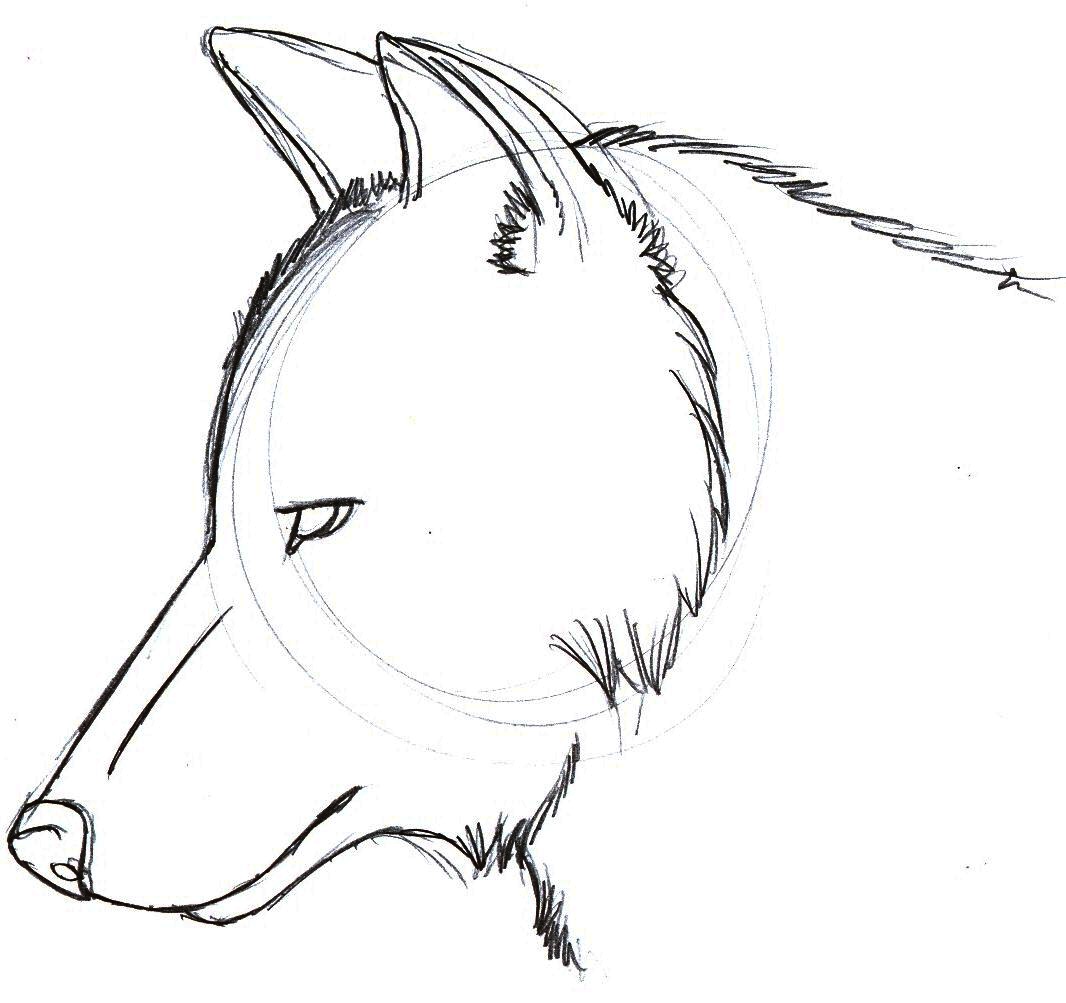 Easy Wolf Drawings - Cliparts.co