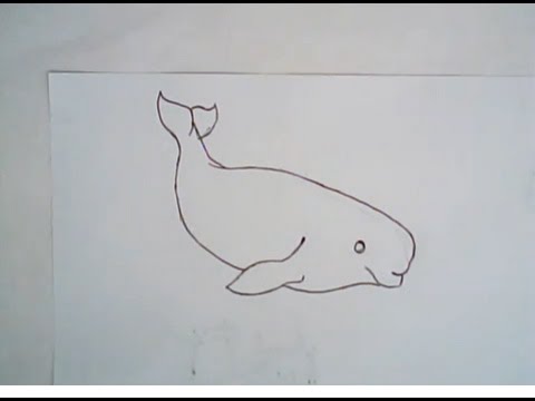 How to draw beluga whale (simple anime lesson) - YouTube
