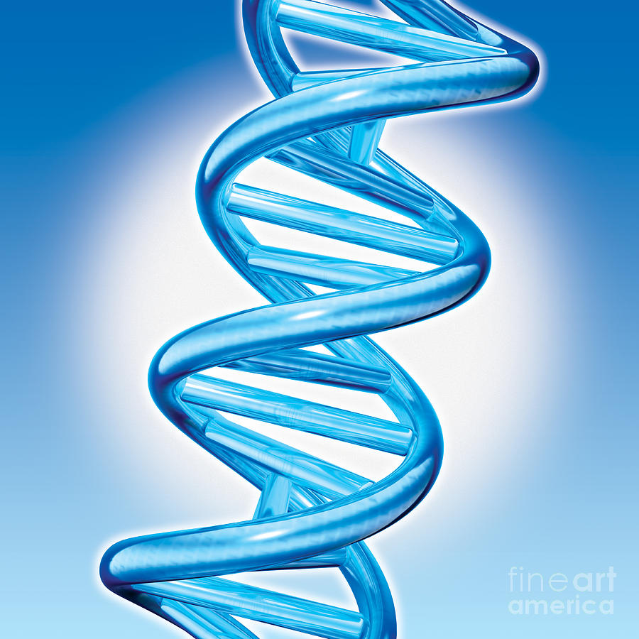 Dna Double Helix by Marc Phares and Photo Researchers
