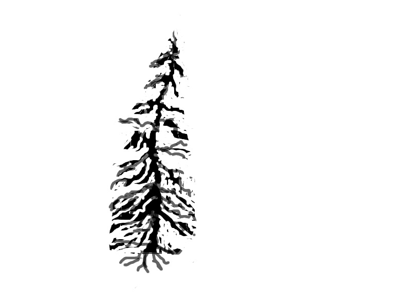 Pix For > Evergreen Tree Drawing