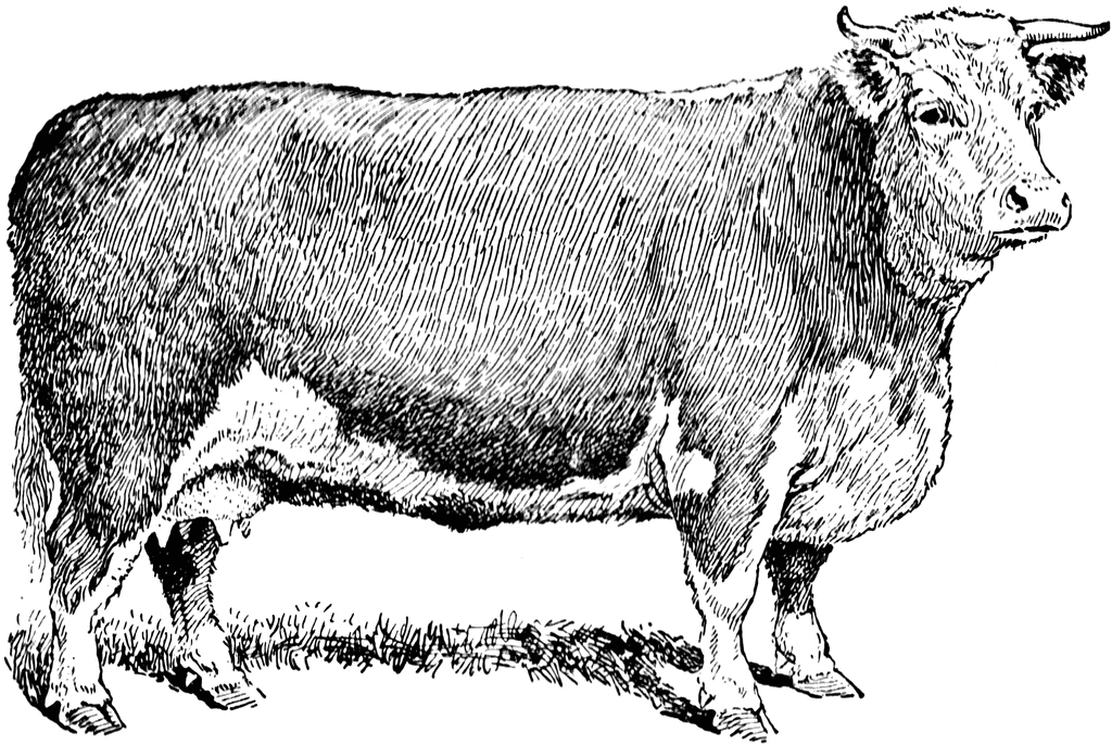 Beef Cow | ClipArt ETC