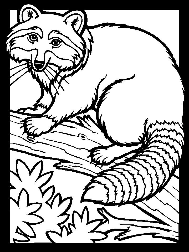 racoon animal Colouring Pages (page 2)