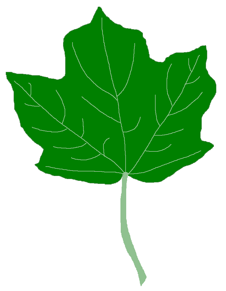 Acer nigrum - Black Maple Tree - FREE, subject to Terms of Use ...