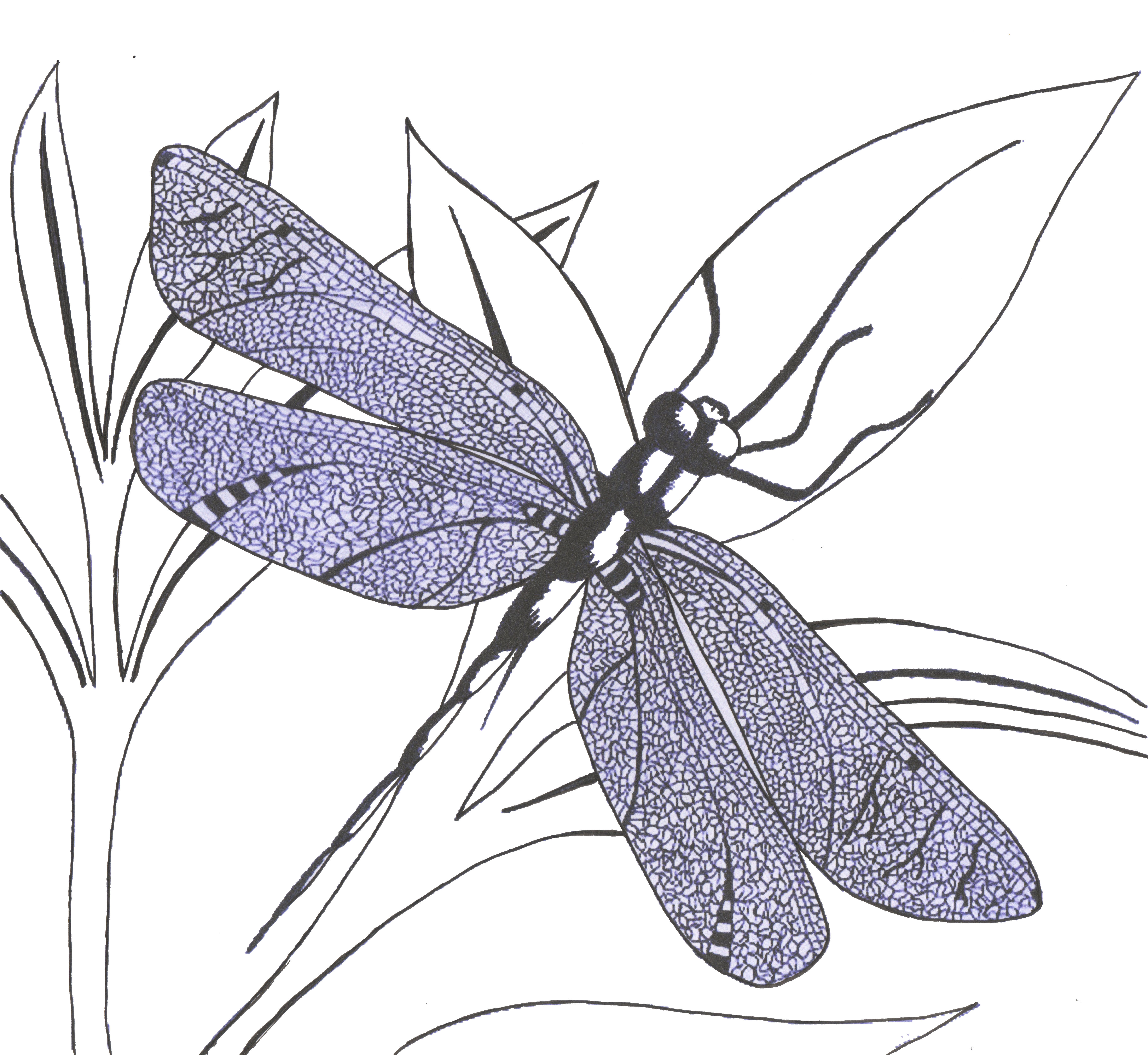 Images For > Dragonfly Drawings In Pencil