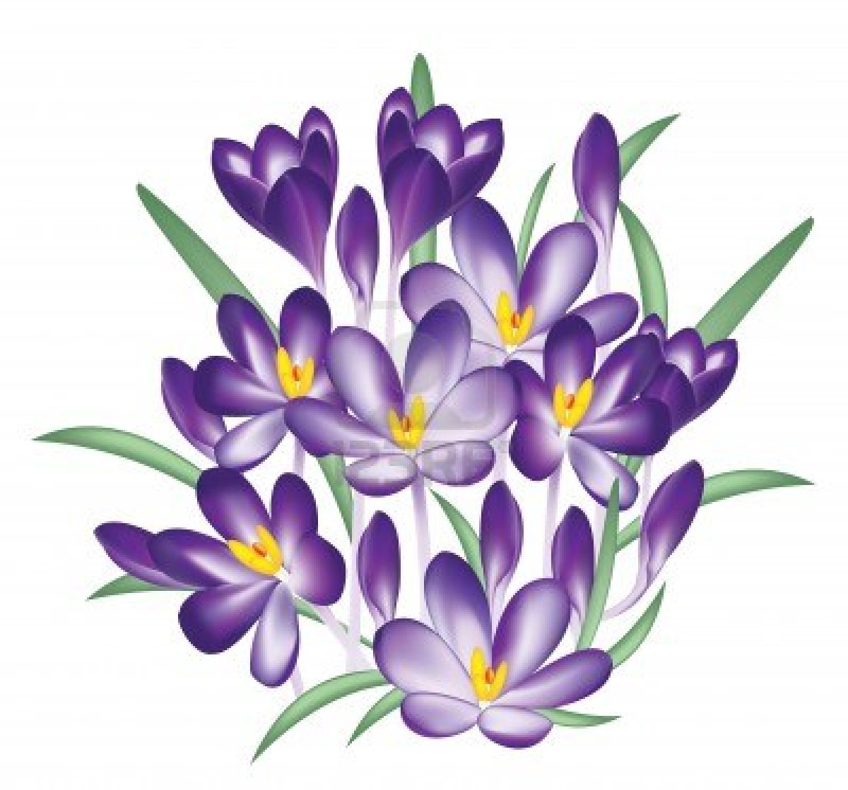 Purple Wedding Flowers Clipart Crocus Stock Illustrations Cliparts ...