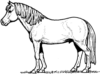 Pony Rides Clipart - ClipArt Best