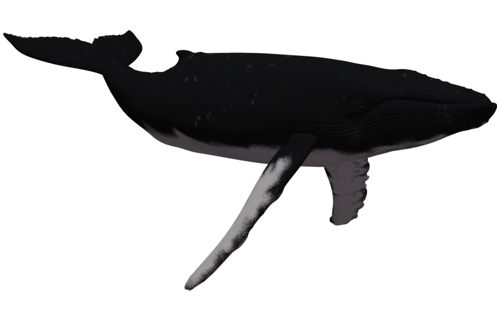 Whale Images Free - Cliparts.co