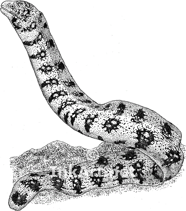 eel or sports Colouring Pages