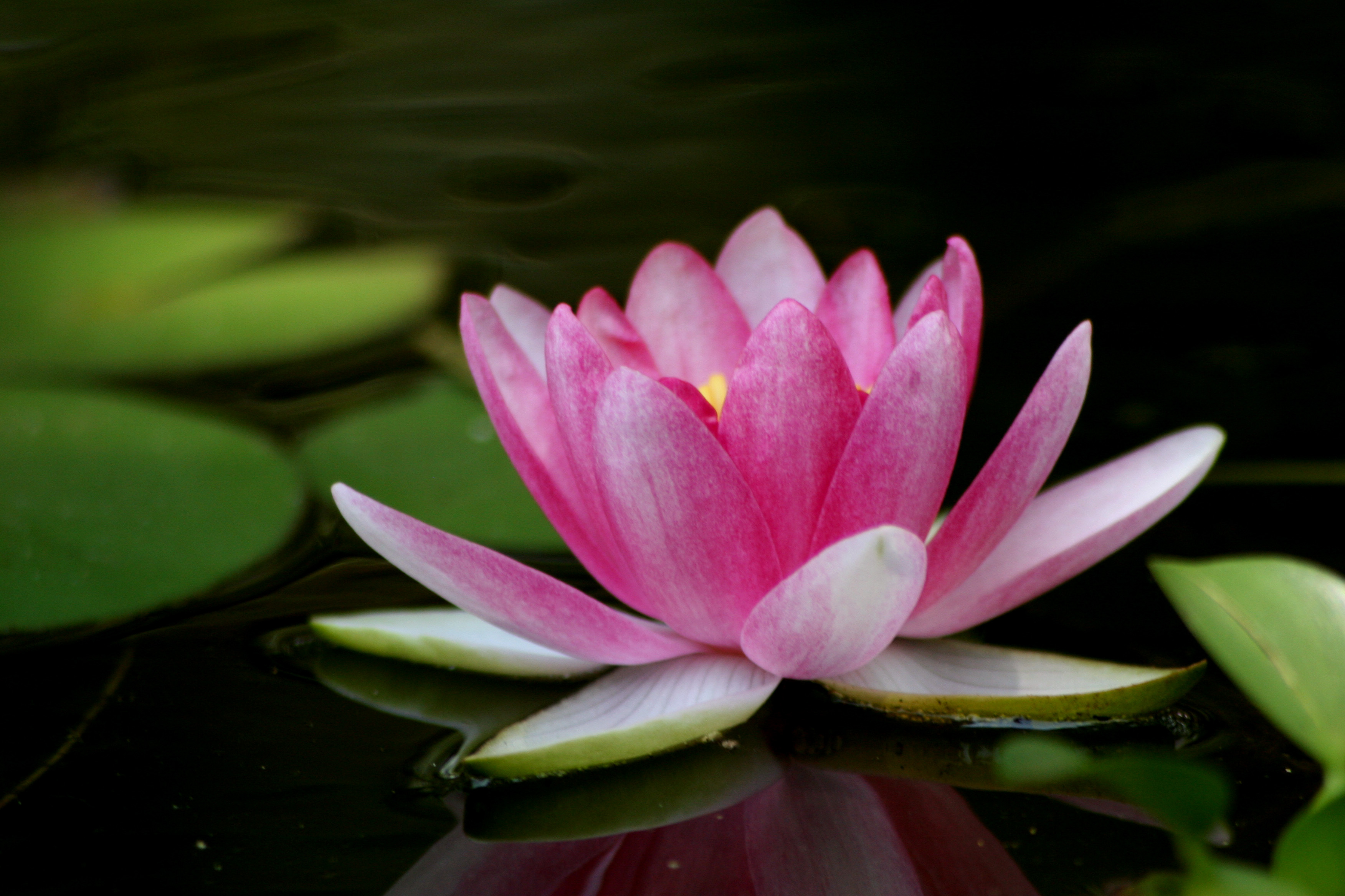 Lotus Flower Desktop Wallpaper | Lotus Flower Pictures | Cool ...