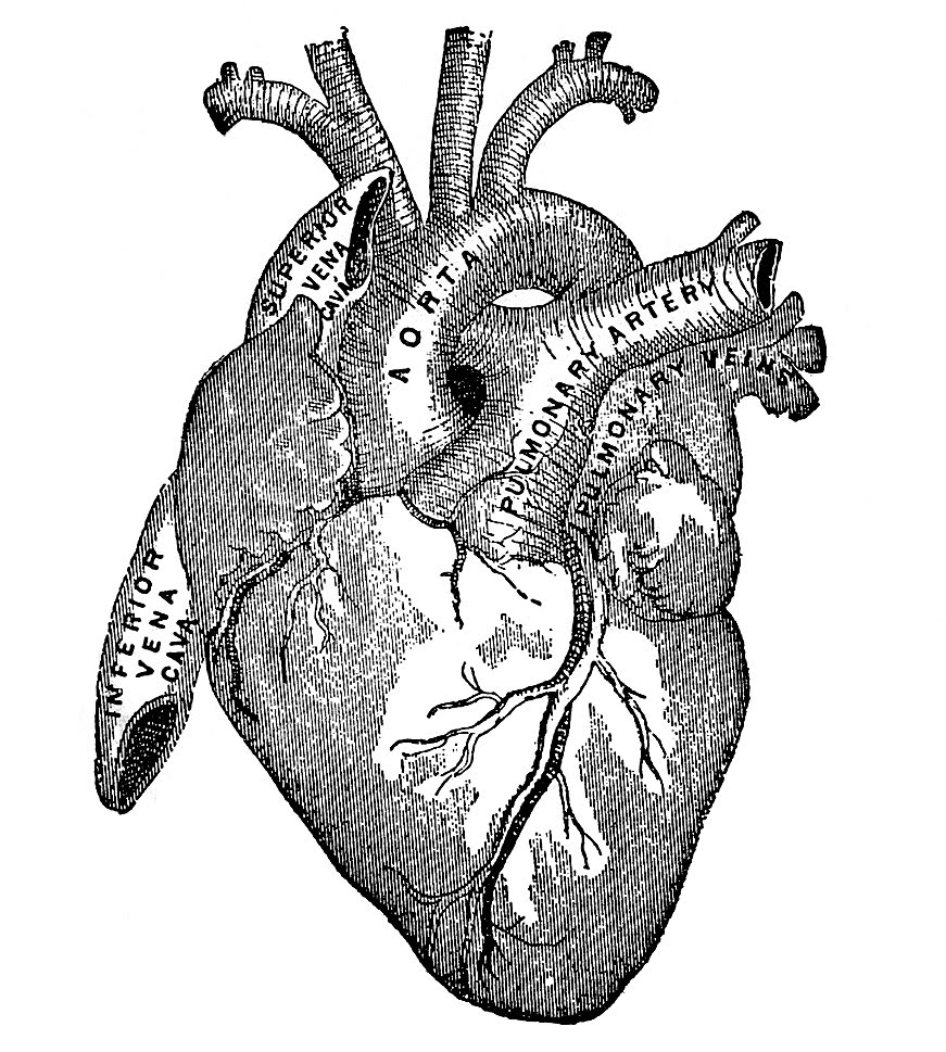 Vintage Graphic Image - Anatomy Heart - The Graphics Fairy