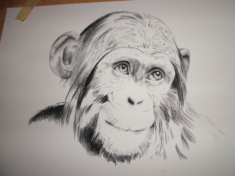 chimpanzee drawing | alecia goodman blog