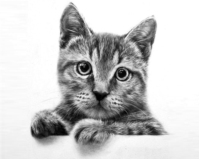 2-cat-drawing.jpg