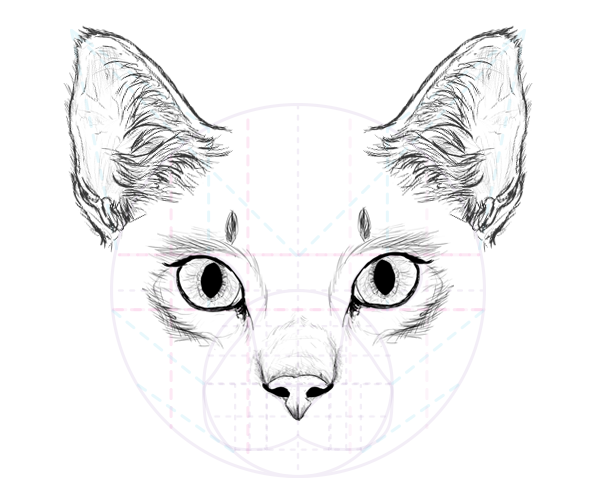 How to Draw Animals: Cats and Their Anatomy - Tuts+ Design ...