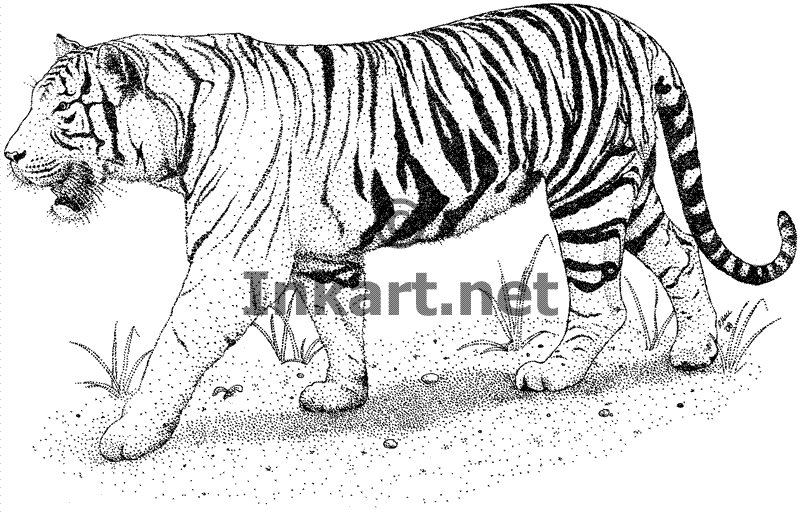 Tiger-Tattoo-Tiger-Art-Tiger-Picture-Tiger Etc.: April 2010
