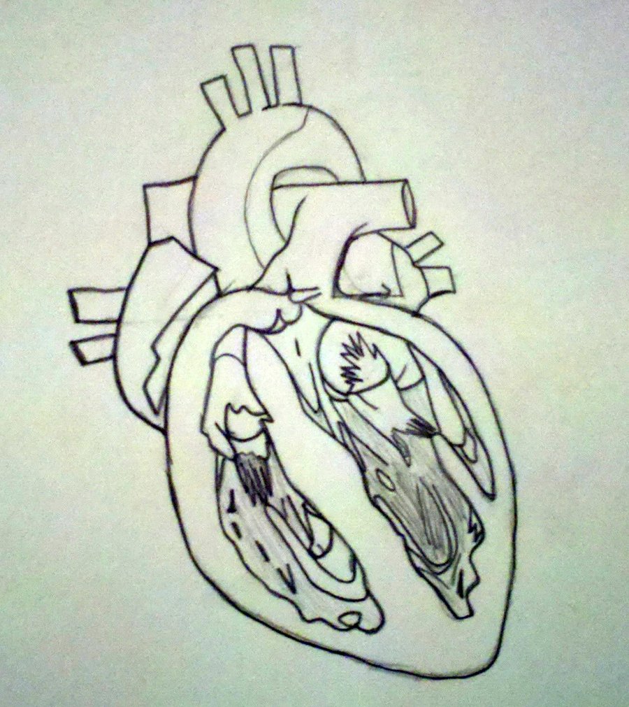 Human Heart Drawing By Sama3267x On DeviantArt - Cliparts.co