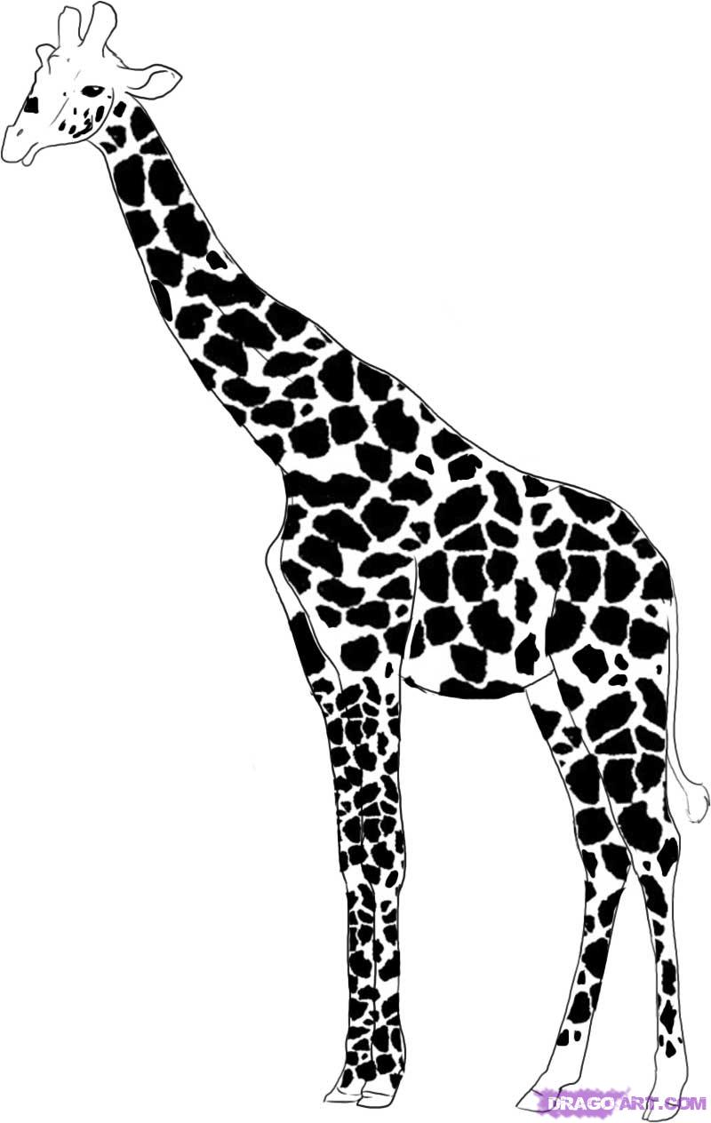 How To Draw a Giraffe, Step by Step, safari animals, Animals, FREE ...