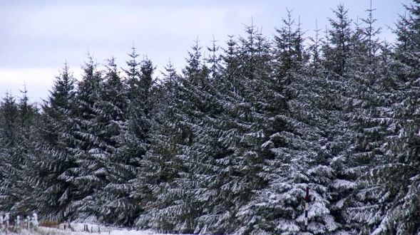 Planting a pine tree fence; snow fleas | The Livingston Post