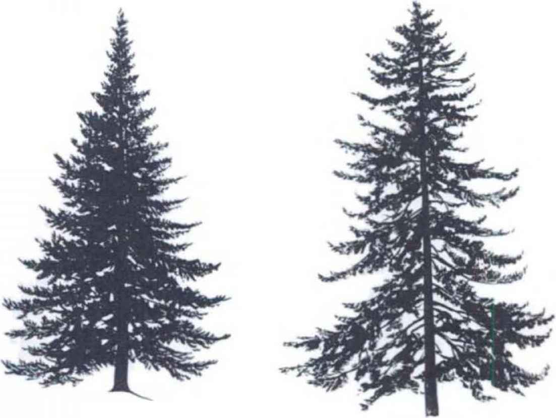 Spruce Drawing Cliparts.co