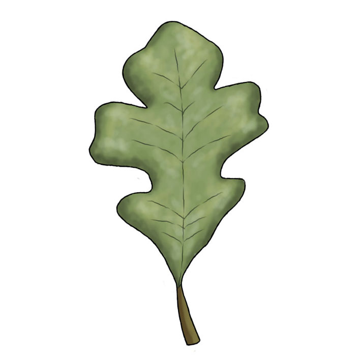 clip art oak leaf - photo #48