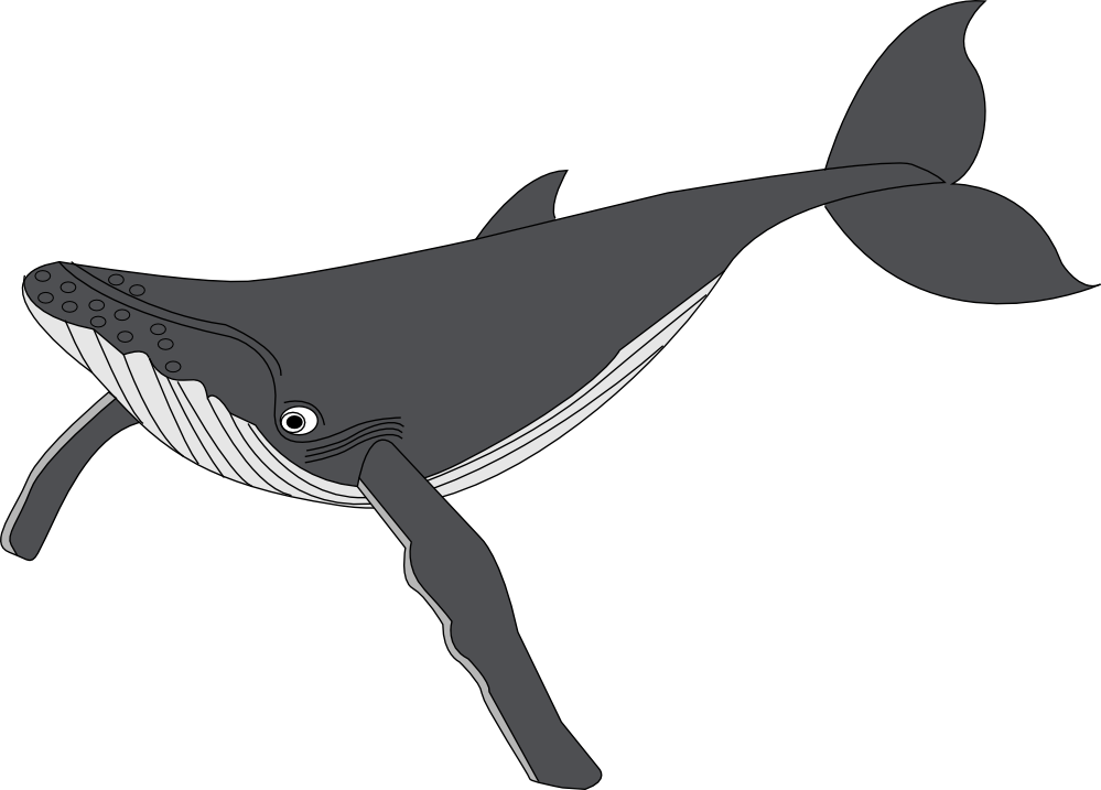 clipartist.net » Clip Art » baleine whale scallywag March ...