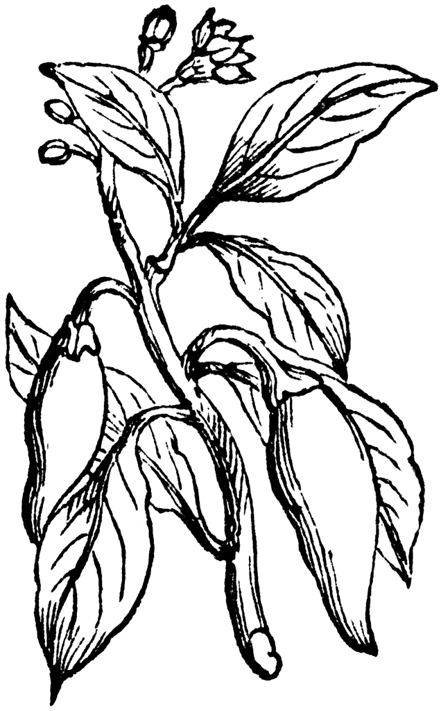 Banana Tree Drawing