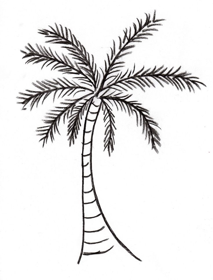 Palm Tree Drawing | Elephant Drawings | Pinterest