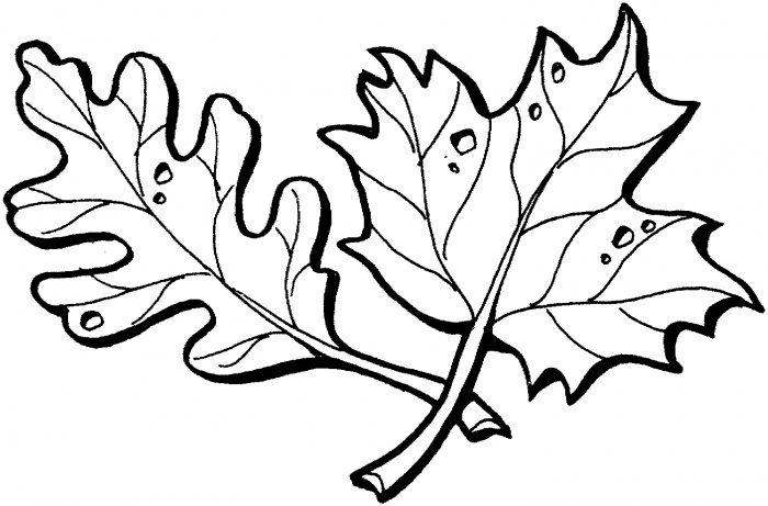 Simple Leaf Outline - ClipArt Best