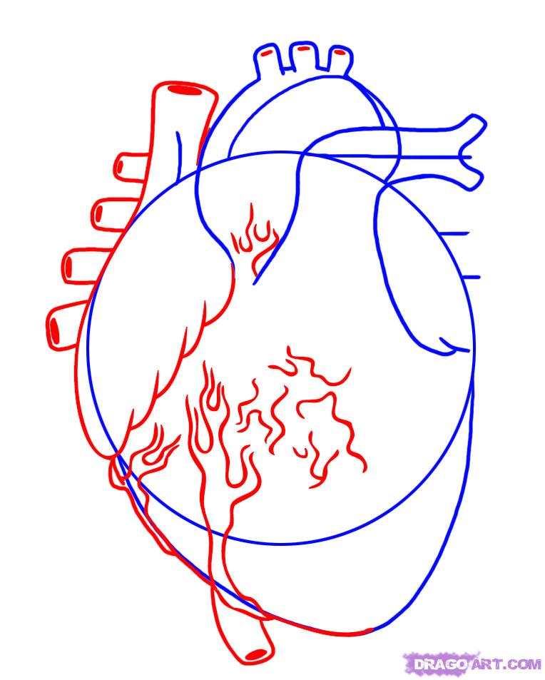 How to Draw a Human Heart, Step by Step, Anatomy, People, FREE ...