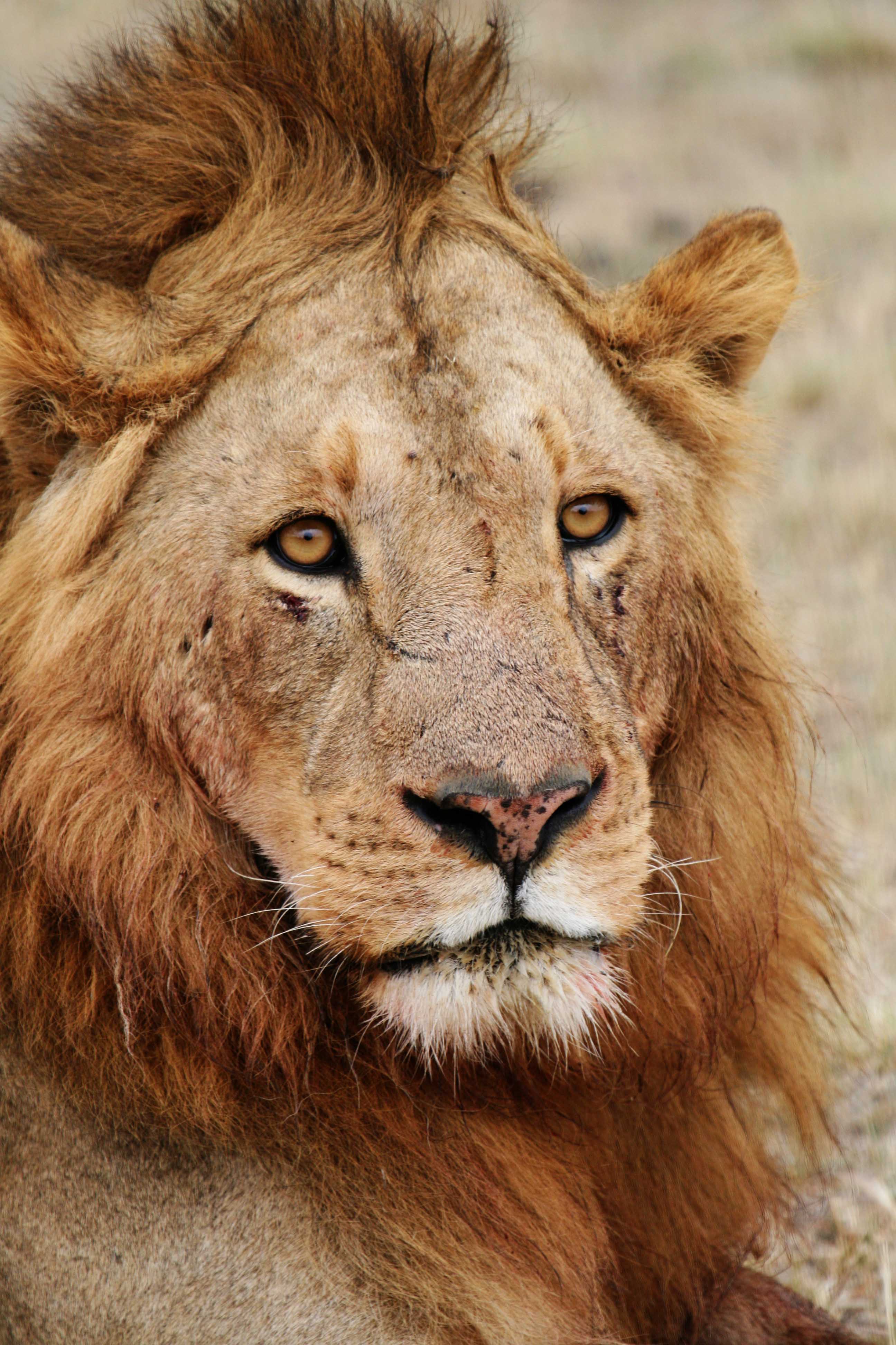 Filemale Lion Face Wikimedia Commons