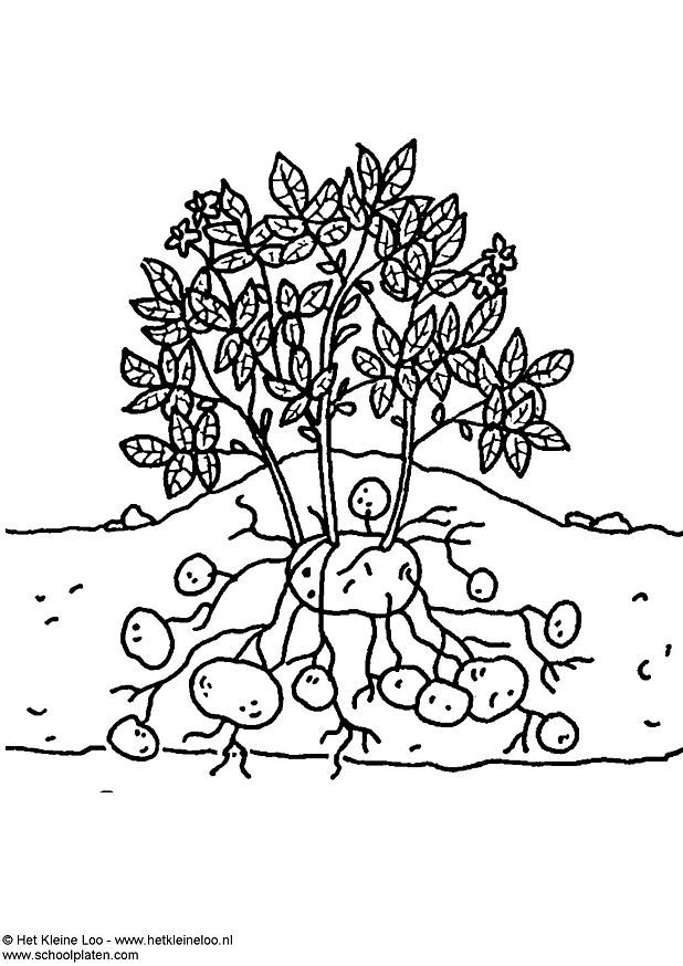 Free coloring pages of food plants
