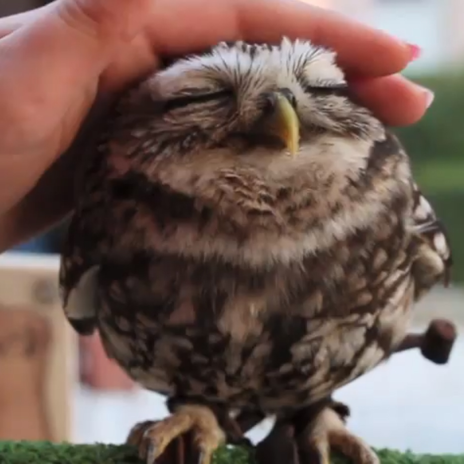 Cute Owl Video | POPSUGAR Pets