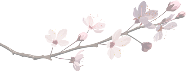 cherry blossom png - pixbim.com