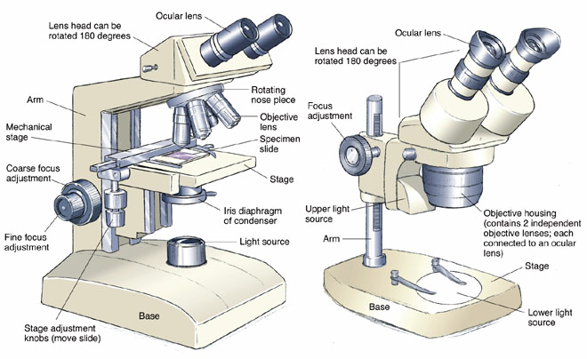 stereo microscope drawing sketch image illustration
