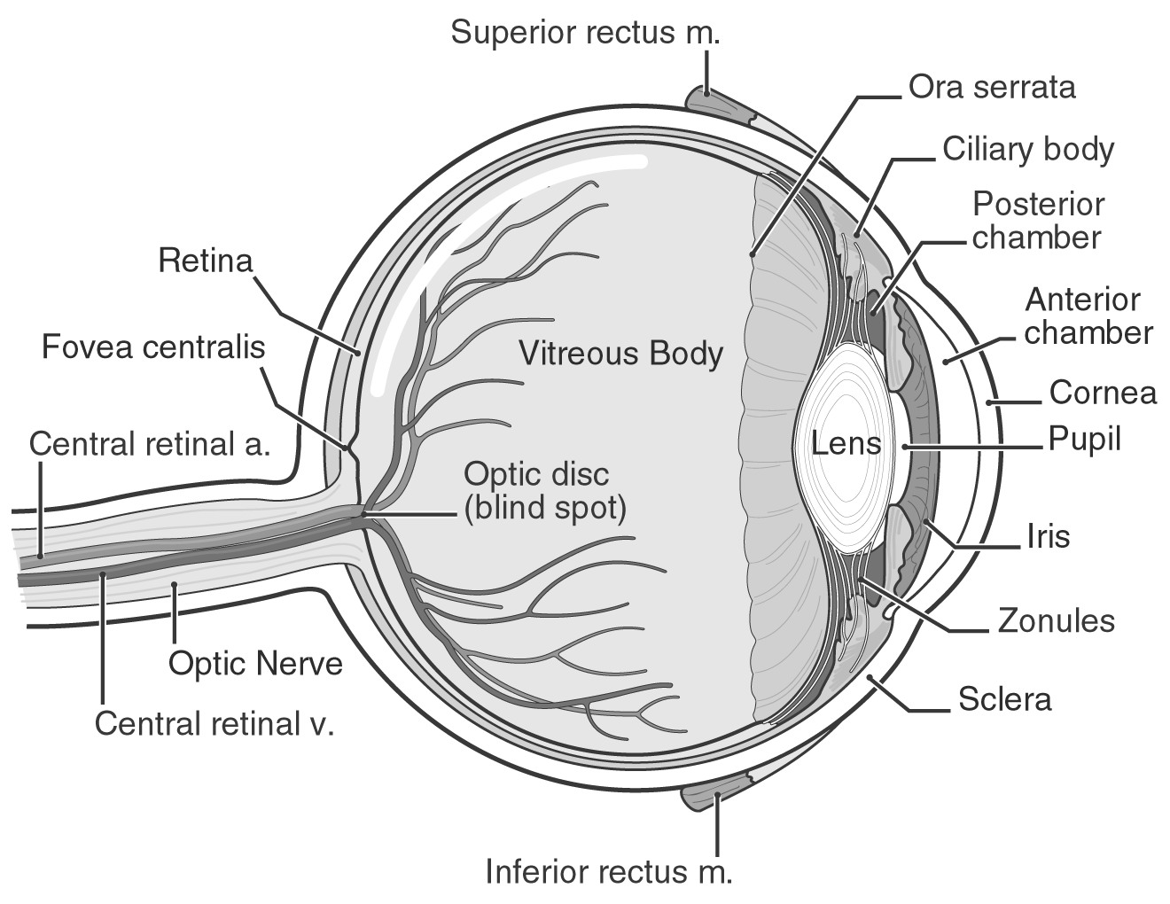 eye diagram human-eye-diagram-labeled | Optometrist Miami | Same ...
