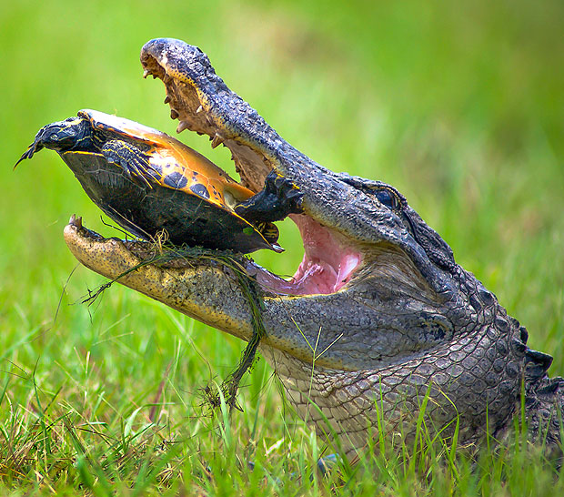 Alligator tries to chomp on tough turtle in vain | The Sun |News