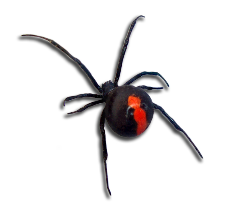 Essay on Red Back Spiders - WriteWork