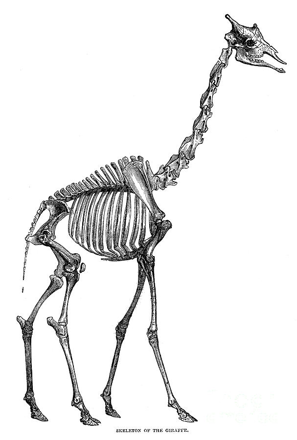 Giraffe Skeleton by Granger - Giraffe Skeleton Photograph ...