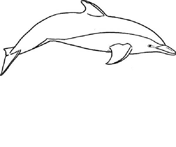 Dolphin Coloring Printable Pages | Coloring Pages Trend