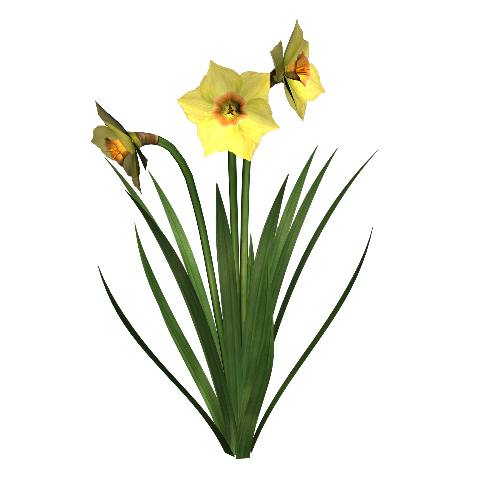 free clip art daffodil flowers - photo #30