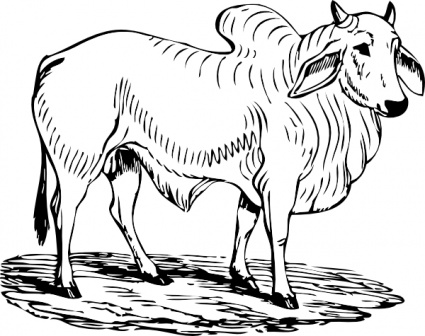 Brahma Bull clip art - Download free Other vectors